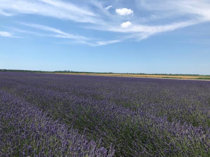lavanda