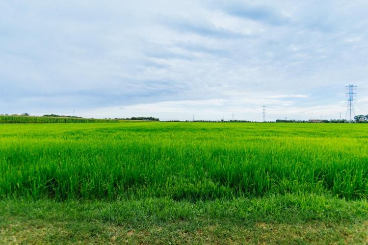 Cavendramin_26luglio© Luca Ferrari, All Rights Res