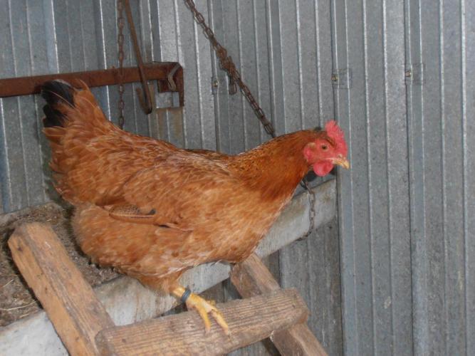 FATTORIA GALLINE RID.2014.png