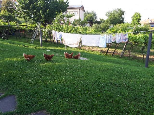 B&B Maria Luisa giardino