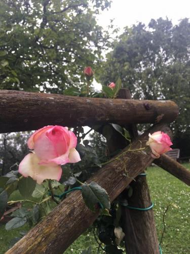 60581477_10157190067206704_6904057209882148864_n