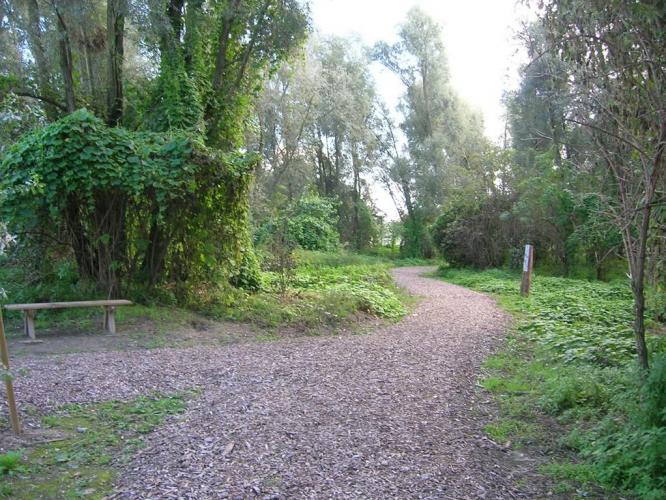 Floodplain of the river Adige