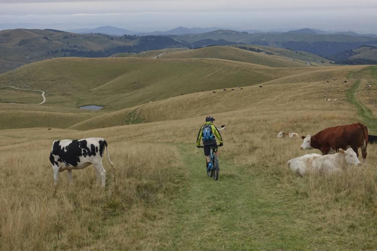 Gli alti pascoli e i suoi abitanti