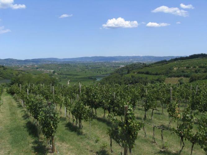 Passeggiata nel Soave Classico