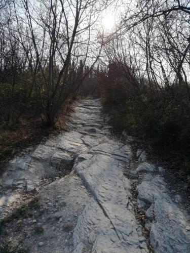 Strade bianche nel sottobosco