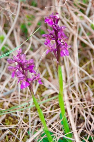 Orchidea selvatica tipica dei vegri dei Colli