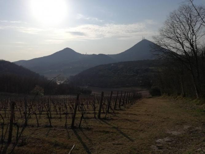 Vigneti verso il Monte Cero