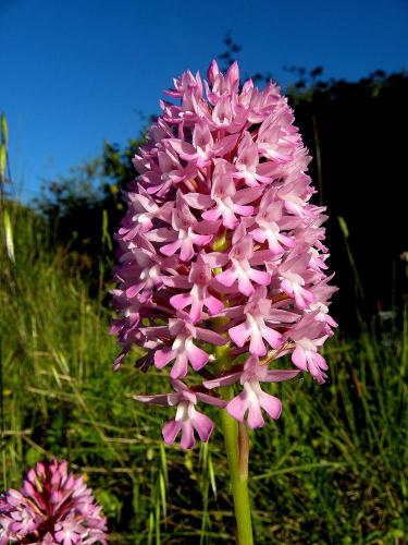 Orchidee selvatiche tipiche dei vegri in primavera