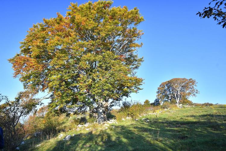 Faggi secolari di Monte Busimo