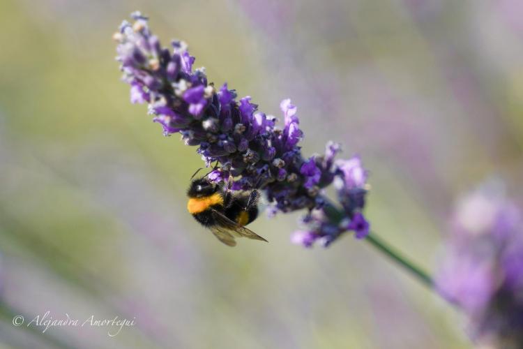 La Ferraretta Bianca 2