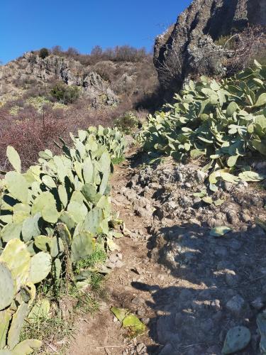 vegetazione con fico d'india nano
