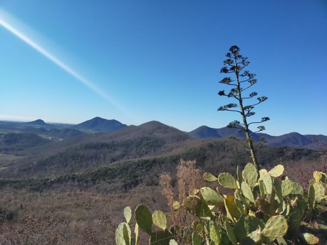 vegetazione tipicamente mediterranea sul monte