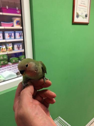 Animali da compagnia