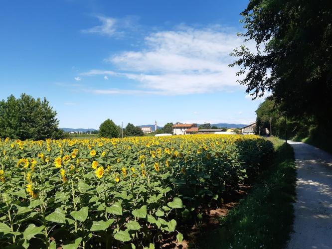 Campo di girasoli, chiesa di Bastia e Colli Berici