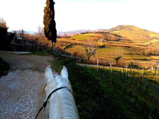 Vigneti a cavallo