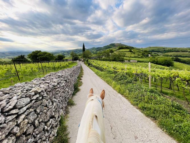 Passeggiate a cavallo 6