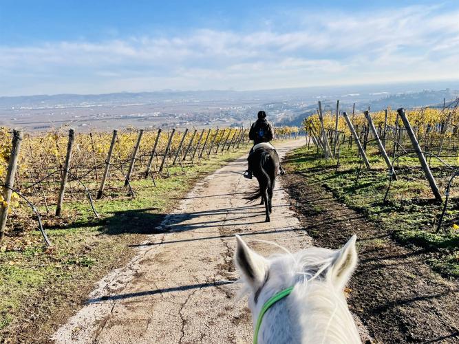 Passeggiate a cavallo 8