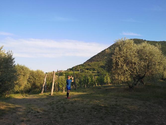 Uliveto sul Colle Mottolo