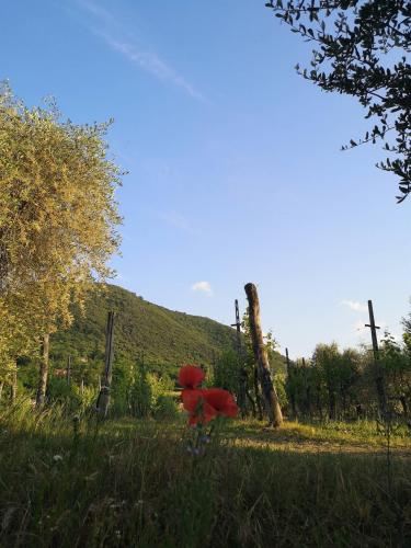 Vigneto sul Colle Mottolo, dietro il Monte Grande