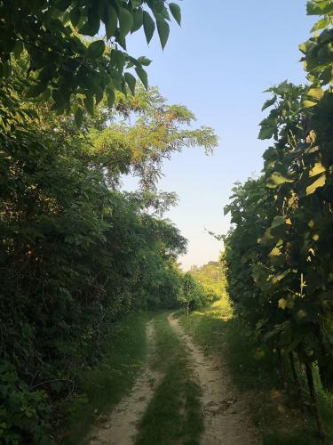 Sentiero immerso nella vegetazione