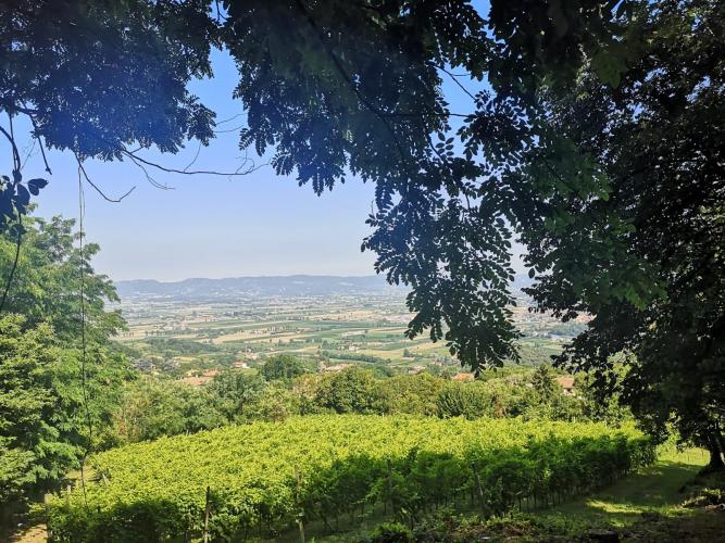 Panorama verso Colli Berici e Prealpi Venete