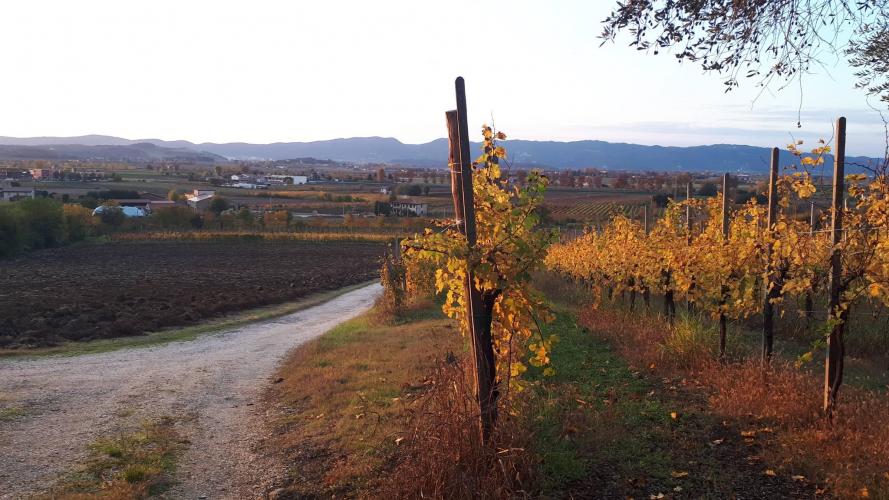 Vigneto in autunno e in fondo i Colli Berici