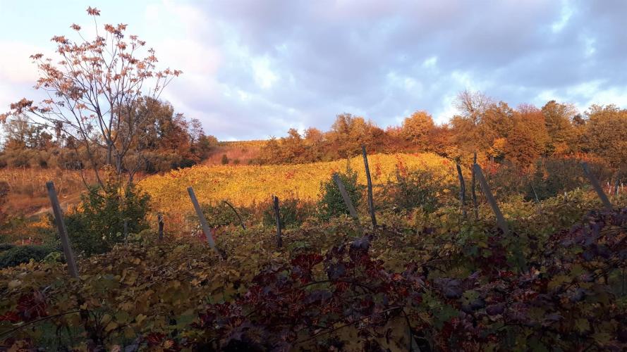 Colori d'autunno sul vigneto a inizio sentiero
