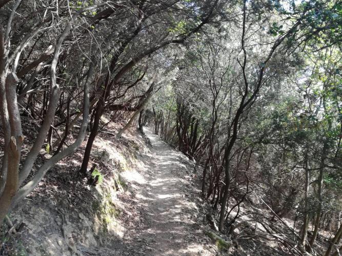 Tratto di vegetazione del Monte Castello