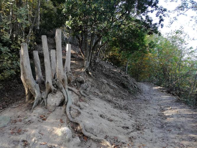 vecchie radici, punto di riferimento