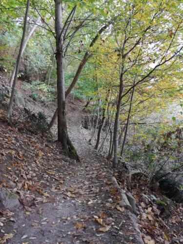 Tratto del sottobosco