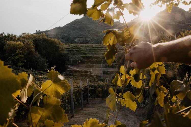 Moro Sergio Vini - Farra di Soligo