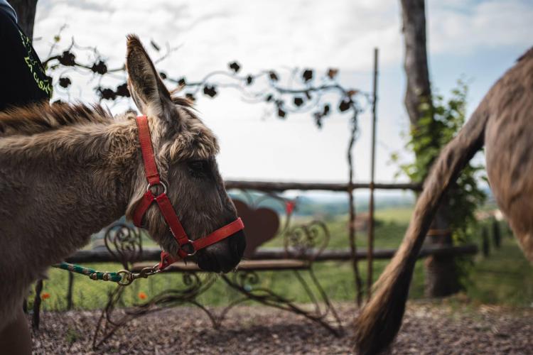 Follador  - Francesco