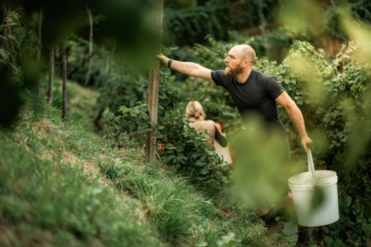 Cantina Dariva - Vidor -