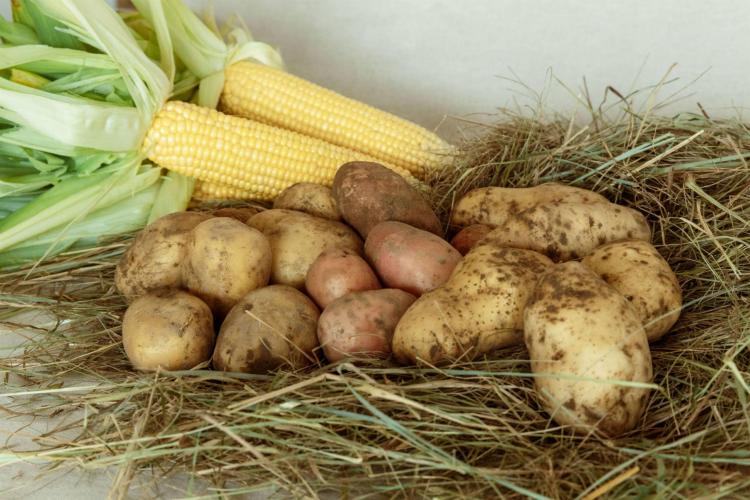 Azienda fratelli de conti