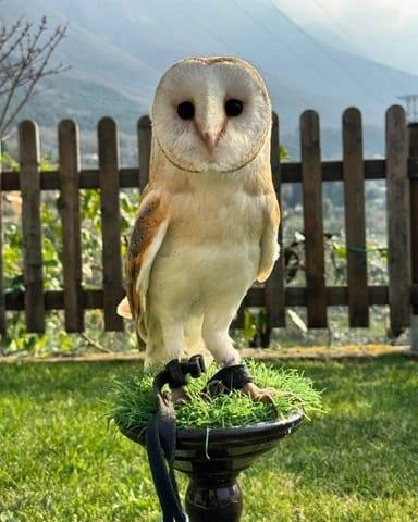 Immagine WhatsApp 2025-10-04 ore 17.02.09_2b410919