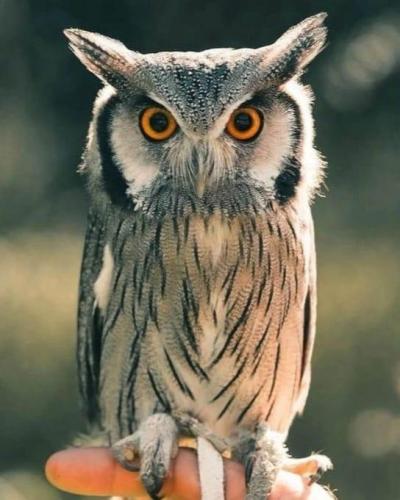 Immagine WhatsApp 2025-10-04 ore 17.02.10_5b483f35