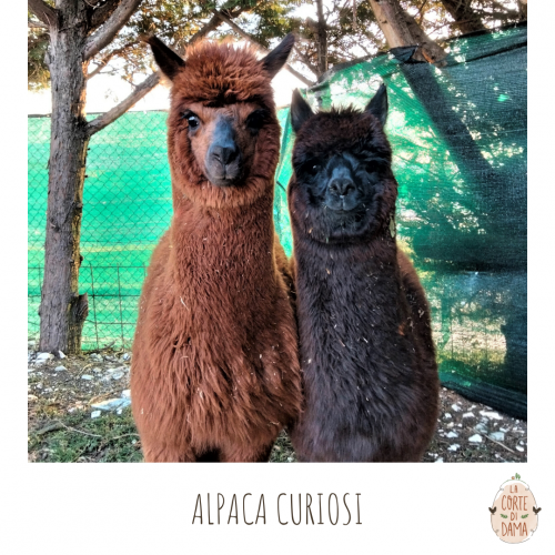 Alpaca