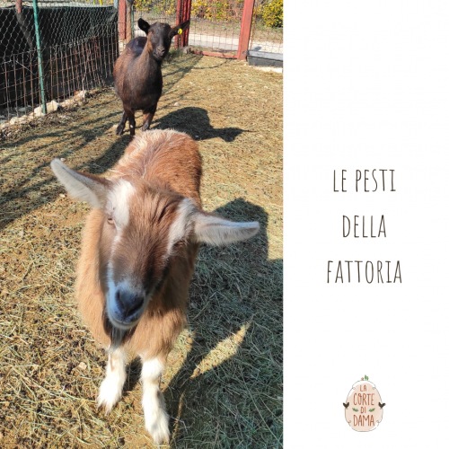 Le pesti della fattoria