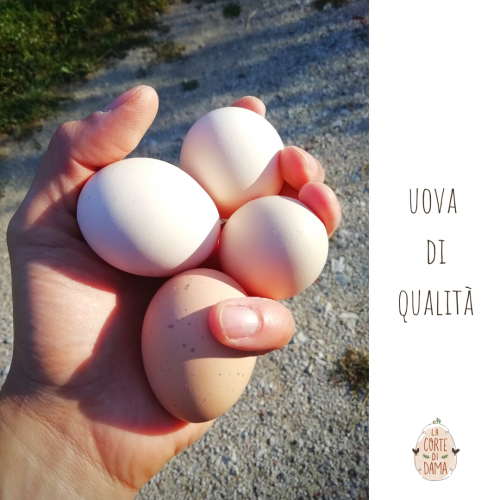 Uova di qualità