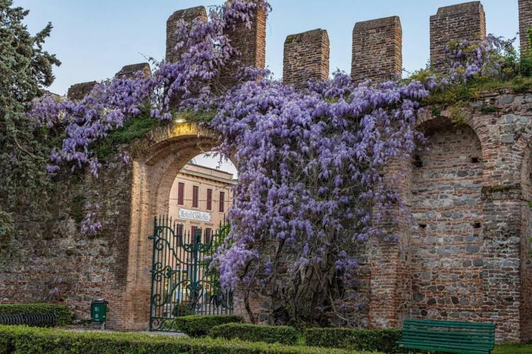 Glicine del Parco del Castello