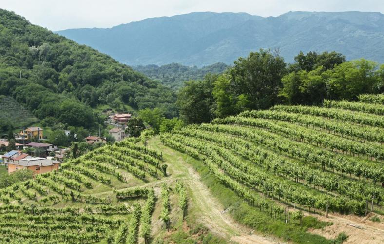 Colli Asolani Vigna