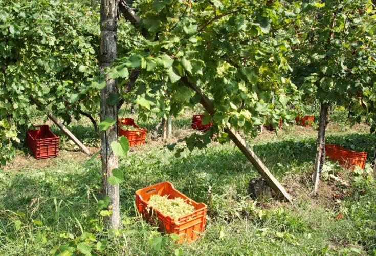 Colli Asolani Vendemmia
