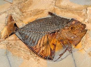 Museo di Scienze Naturali