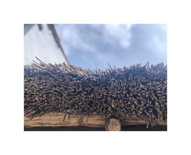 tetto in canna palustre