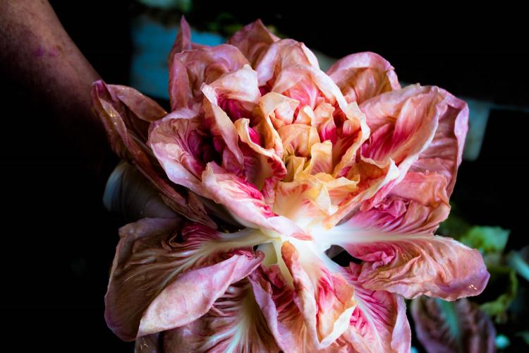 Il Profumo della Freschezza