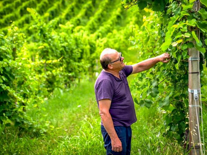 Tenuta Torre Zecchei