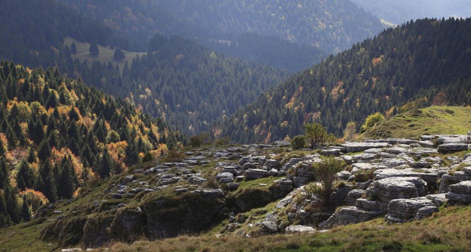 Foresta dei Folignani