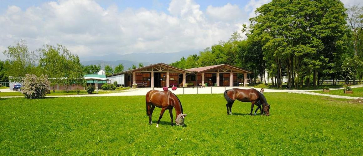 Cal Alta Horse Club