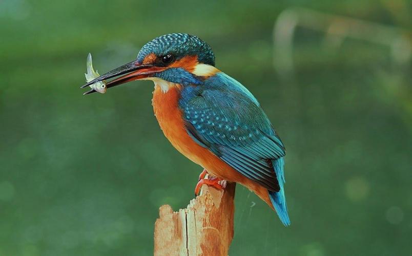 Oasi valle di Averto 1