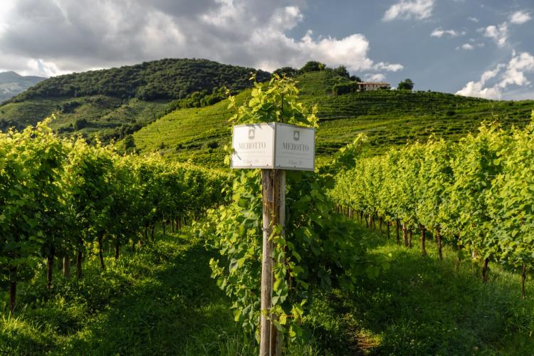 Merotto Graziano - azienda vinicola - TV